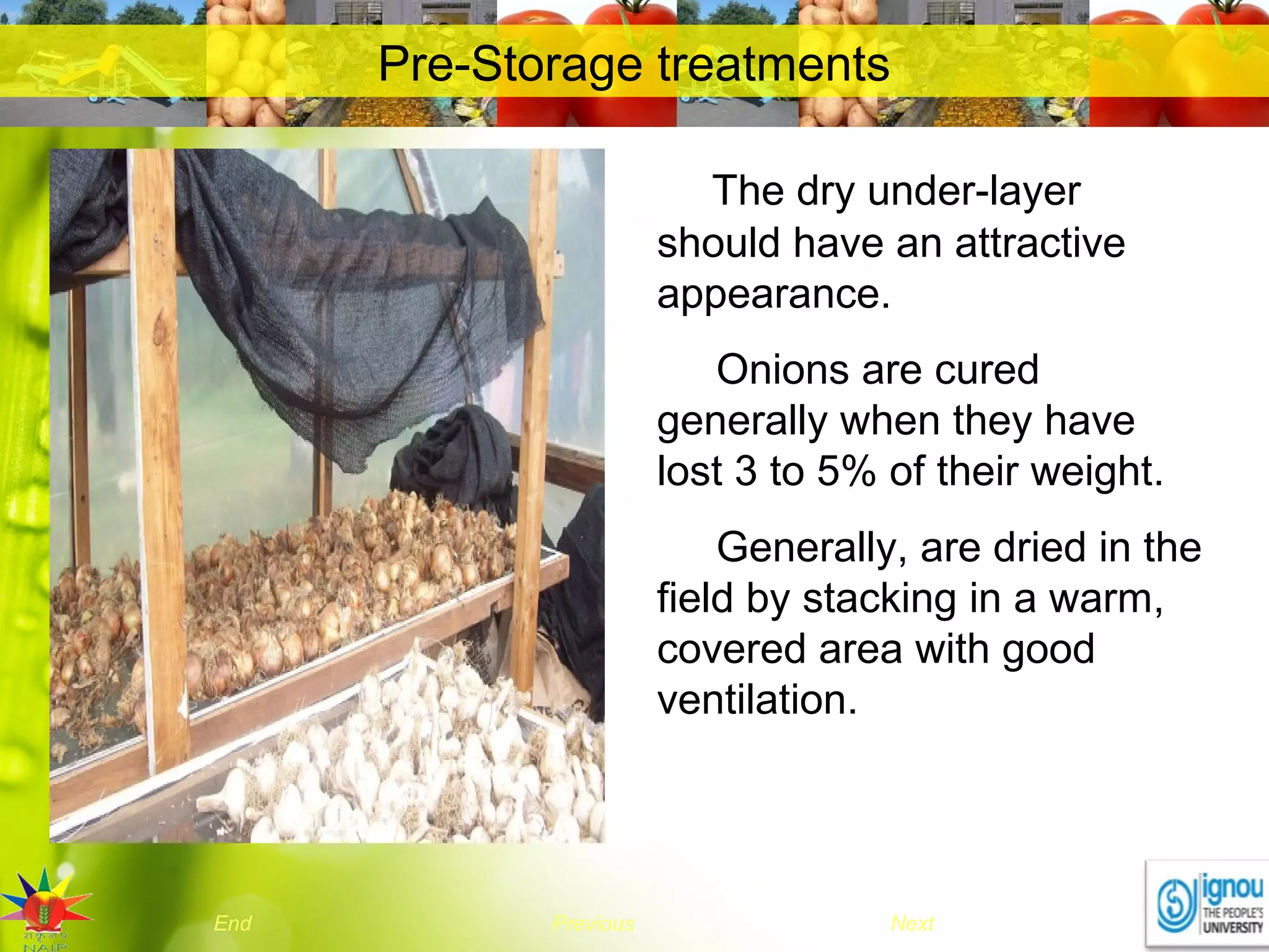 NextEnd Previous
Pre-Storage treatments
The dry under-layer
should have an attractive
appearance.
Onions are cured
generally when they have
lost 3 to 5% of their weight.
Generally, are dried in the
field by stacking in a warm,
covered area with good
ventilation.
 