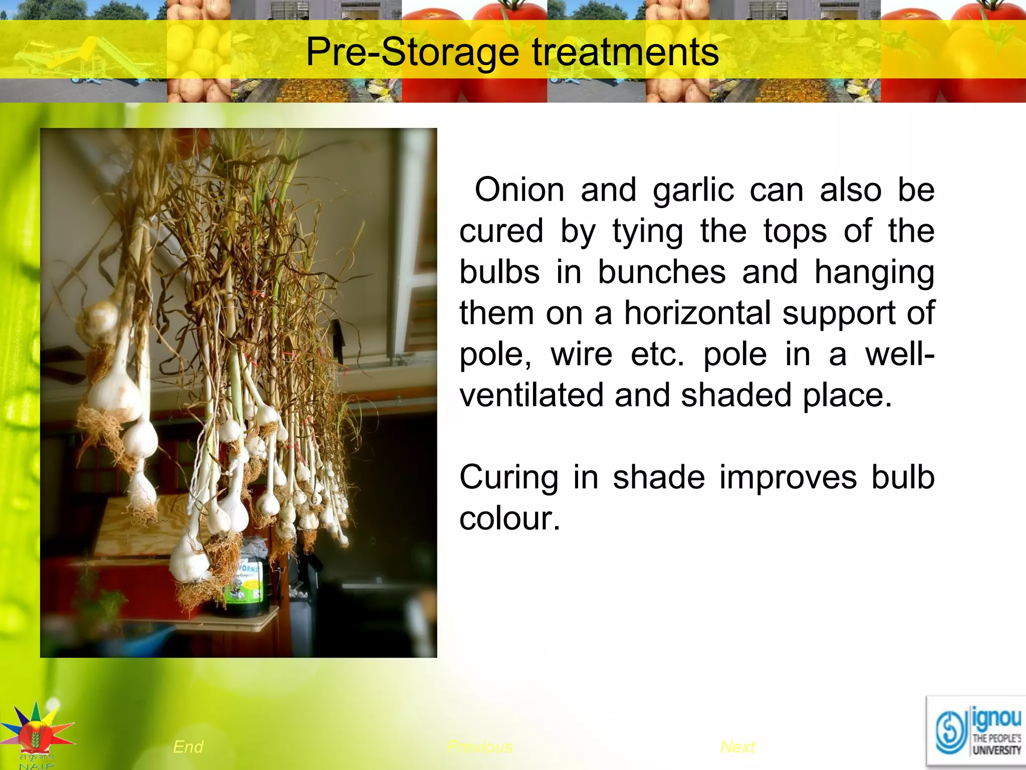 NextEnd Previous
Pre-Storage treatments
Onion and garlic can also be
cured by tying the tops of the
bulbs in bunches and hanging
them on a horizontal support of
pole, wire etc. pole in a well-
ventilated and shaded place.
Curing in shade improves bulb
colour.
 