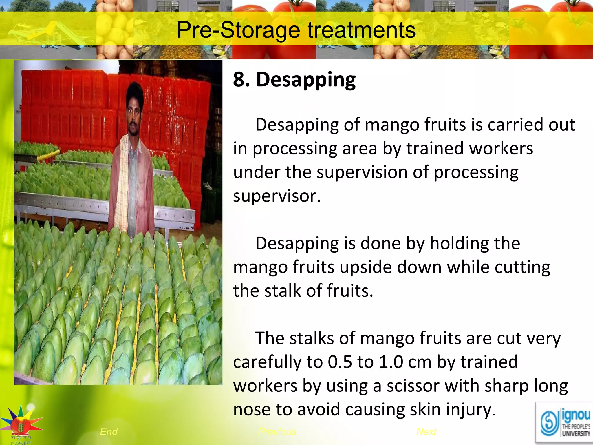 NextEnd Previous
Pre-Storage treatments
8. Desapping
Desapping of mango fruits is carried out
in processing area by trained workers
under the supervision of processing
supervisor.
Desapping is done by holding the
mango fruits upside down while cutting
the stalk of fruits.
The stalks of mango fruits are cut very
carefully to 0.5 to 1.0 cm by trained
workers by using a scissor with sharp long
nose to avoid causing skin injury.
 