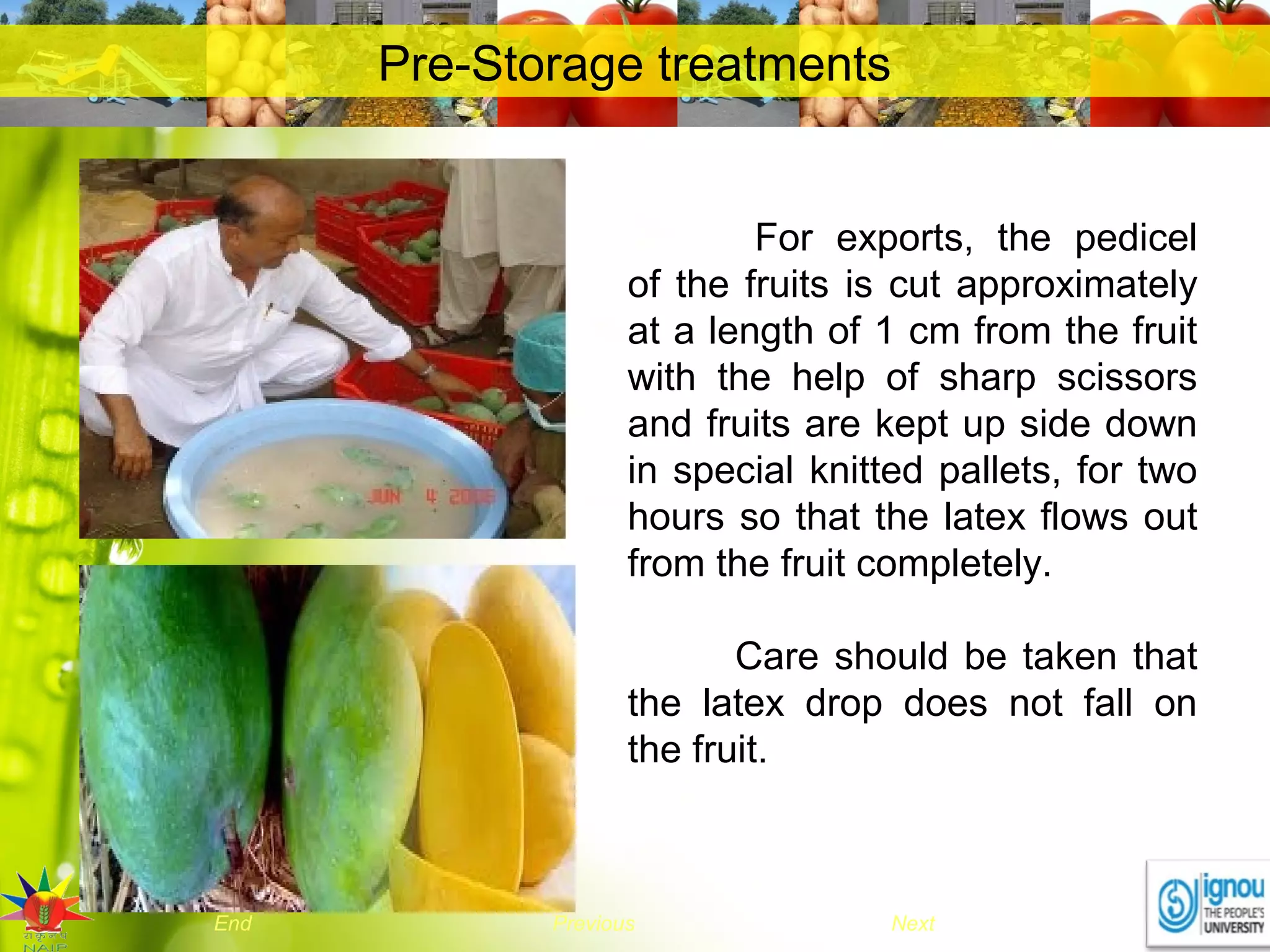 NextEnd Previous
Pre-Storage treatments
For exports, the pedicel
of the fruits is cut approximately
at a length of 1 cm from the fruit
with the help of sharp scissors
and fruits are kept up side down
in special knitted pallets, for two
hours so that the latex flows out
from the fruit completely.
Care should be taken that
the latex drop does not fall on
the fruit.
 