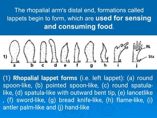 ZOO102 Invertebrate Zoology Phylum Cnidaria.pdf