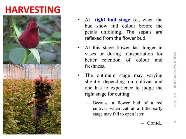 Lecture 4 - Rose.pptx rose under protected cultivation | PPTX ...