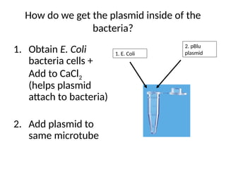How do we get the plasmid inside of the
bacteria?
1. Obtain E. Coli
bacteria cells +
Add to CaCl2
(helps plasmid
attach to bacteria)
2. Add plasmid to
same microtube
1. E. Coli
2. pBlu
plasmid
 