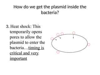 How do we get the plasmid inside the
bacteria?
3. Heat shock: This
temporarily opens
pores to allow the
plasmid to enter the
bacteria…timing is
critical and very
important
 