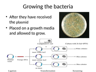 Growing the bacteria
• After they have received
the plasmid
• Placed on a growth media
and allowed to grow.
 