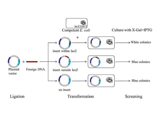 Lecture 4--Transformation--14.08.19.pptx