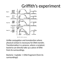 Griffith’s experiment
Unlike conjugation and transduction where
physical contact is necessary for DNA transfer,
Transformation is a process, where a recipient
bacteria can directly take up a piece of DNA
from its surroundings.
Bacteria →uptake → DNA fragment (from its
surroundings)
 