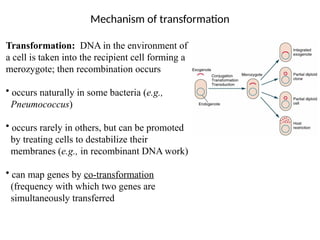 Mechanism of transformation
Transformation: DNA in the environment of
a cell is taken into the recipient cell forming a
merozygote; then recombination occurs
• occurs naturally in some bacteria (e.g.,
Pneumococcus)
• occurs rarely in others, but can be promoted
by treating cells to destabilize their
membranes (e.g., in recombinant DNA work)
• can map genes by co-transformation
(frequency with which two genes are
simultaneously transferred
 