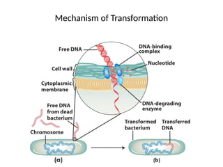 Mechanism of Transformation
 