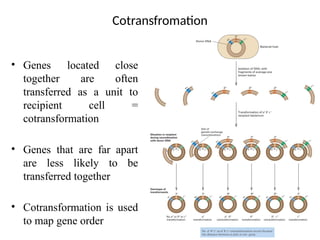 Cotransfromation
• Genes located close
together are often
transferred as a unit to
recipient cell =
cotransformation
• Genes that are far apart
are less likely to be
transferred together
• Cotransformation is used
to map gene order
 