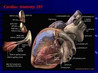 Cardiac Anatomy 101
 