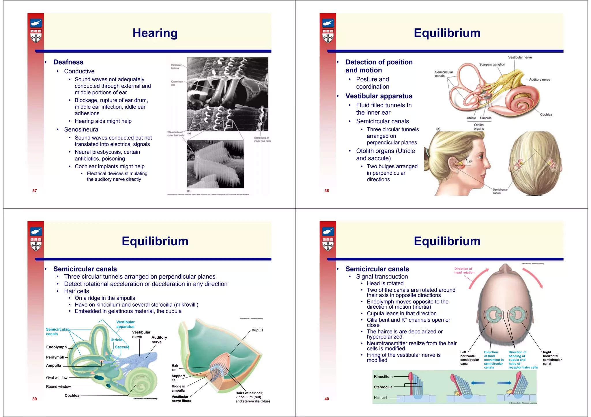 37
Hearing
• Deafness
• Conductive
• Sound waves not adequately
conducted through external and
middle portions of ear
• Blockage, rupture of ear drum,
middle ear infection, iddle ear
adhesions
• Hearing aids might help
• Senosineural
• Sound waves conducted but not
translated into electrical signals
• Neural presbycusis, certain
antibiotics, poisoning
• Cochlear implants might help
• Electrical devices stimulating
the auditory nerve directly
38
Equilibrium
• Detection of position
and motion
• Posture and
coordination
• Vestibular apparatus
• Fluid filled tunnels In
the inner ear
• Semicircular canals
• Three circular tunnels
arranged on
perpendicular planes
• Otolith organs (Utricle
and saccule)
• Two bulges arranged
in perpendicular
directions
39
Equilibrium
• Semicircular canals
• Three circular tunnels arranged on perpendicular planes
• Detect rotational acceleration or deceleration in any direction
• Hair cells
• On a ridge in the ampulla
• Have on kinocilium and several sterocilia (mikrovilli)
• Embedded in gelatinous material, the cupula
Semicircular
canals
Perilymph
Endolymph
Ampulla
Oval window
Round window
Cochlea
Vestibular
apparatus
Utricle
Saccule
Vestibular
nerve Auditory
nerve
Hair
cell
Support
cell
Ridge in
ampulla
Vestibular
nerve fibers
Hairs of hair cell;
kinocilium (red)
and stereocilia (blue)
Cupula
40
Direction of
head rotation
Left
horizontal
semicircular
canal
Direction
of fluid
movement in
semicircular
canals
Direction of
bending of
cupula and
hairs of
receptor hairs cells
Right
horizontal
semicircular
canal
Equilibrium
• Semicircular canals
• Signal transduction
• Head is rotated
• Two of the canals are rotated around
their axis in opposite directions
• Endolymph moves opposite to the
direction of motion (inertia)
• Cupula leans in that direction
• Cilia bent and K+ channels open or
close
• The haircells are depolarized or
hyperpolarized
• Neurotransmitter realize from the hair
cells is modified
• Firing of the vestibular nerve is
modified
Kinocilium
Stereocilia
Hair cell
 