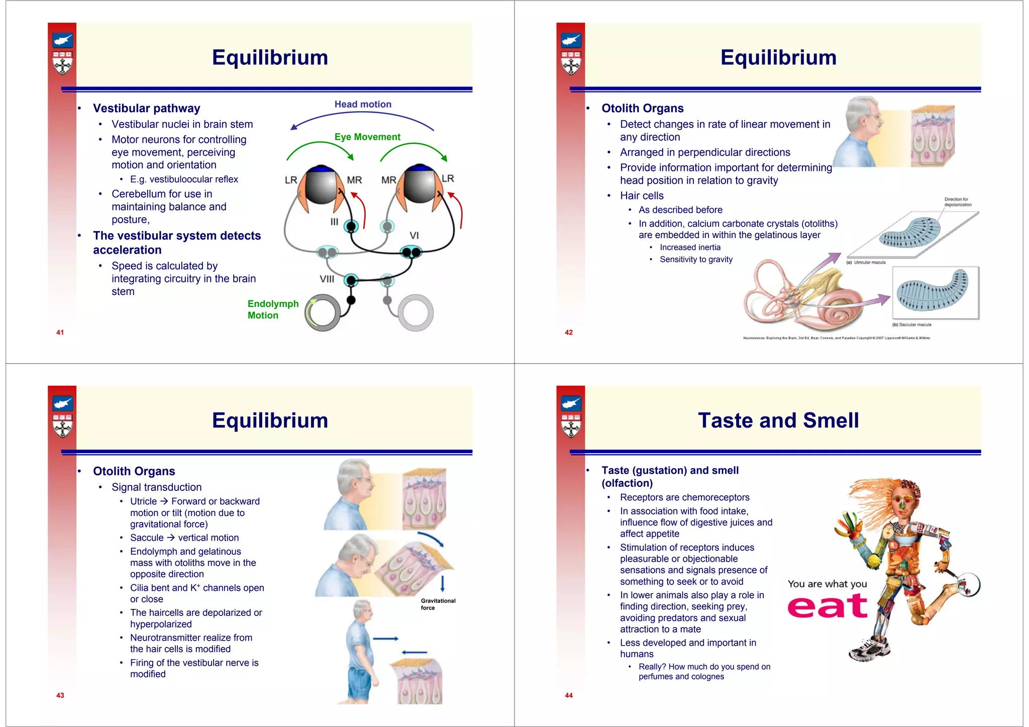 41
Equilibrium
• Vestibular pathway
• Vestibular nuclei in brain stem
• Motor neurons for controlling
eye movement, perceiving
motion and orientation
• E.g. vestibuloocular reflex
• Cerebellum for use in
maintaining balance and
posture,
• The vestibular system detects
acceleration
• Speed is calculated by
integrating circuitry in the brain
stem
Head motion
Eye Movement
Endolymph
Motion
42
Equilibrium
• Otolith Organs
• Detect changes in rate of linear movement in
any direction
• Arranged in perpendicular directions
• Provide information important for determining
head position in relation to gravity
• Hair cells
• As described before
• In addition, calcium carbonate crystals (otoliths)
are embedded in within the gelatinous layer
• Increased inertia
• Sensitivity to gravity
43
Equilibrium
• Otolith Organs
• Signal transduction
• Utricle Æ Forward or backward
motion or tilt (motion due to
gravitational force)
• Saccule Æ vertical motion
• Endolymph and gelatinous
mass with otoliths move in the
opposite direction
• Cilia bent and K+ channels open
or close
• The haircells are depolarized or
hyperpolarized
• Neurotransmitter realize from
the hair cells is modified
• Firing of the vestibular nerve is
modified
Gravitational
force
44
Taste and Smell
• Taste (gustation) and smell
(olfaction)
• Receptors are chemoreceptors
• In association with food intake,
influence flow of digestive juices and
affect appetite
• Stimulation of receptors induces
pleasurable or objectionable
sensations and signals presence of
something to seek or to avoid
• In lower animals also play a role in
finding direction, seeking prey,
avoiding predators and sexual
attraction to a mate
• Less developed and important in
humans
• Really? How much do you spend on
perfumes and colognes
 