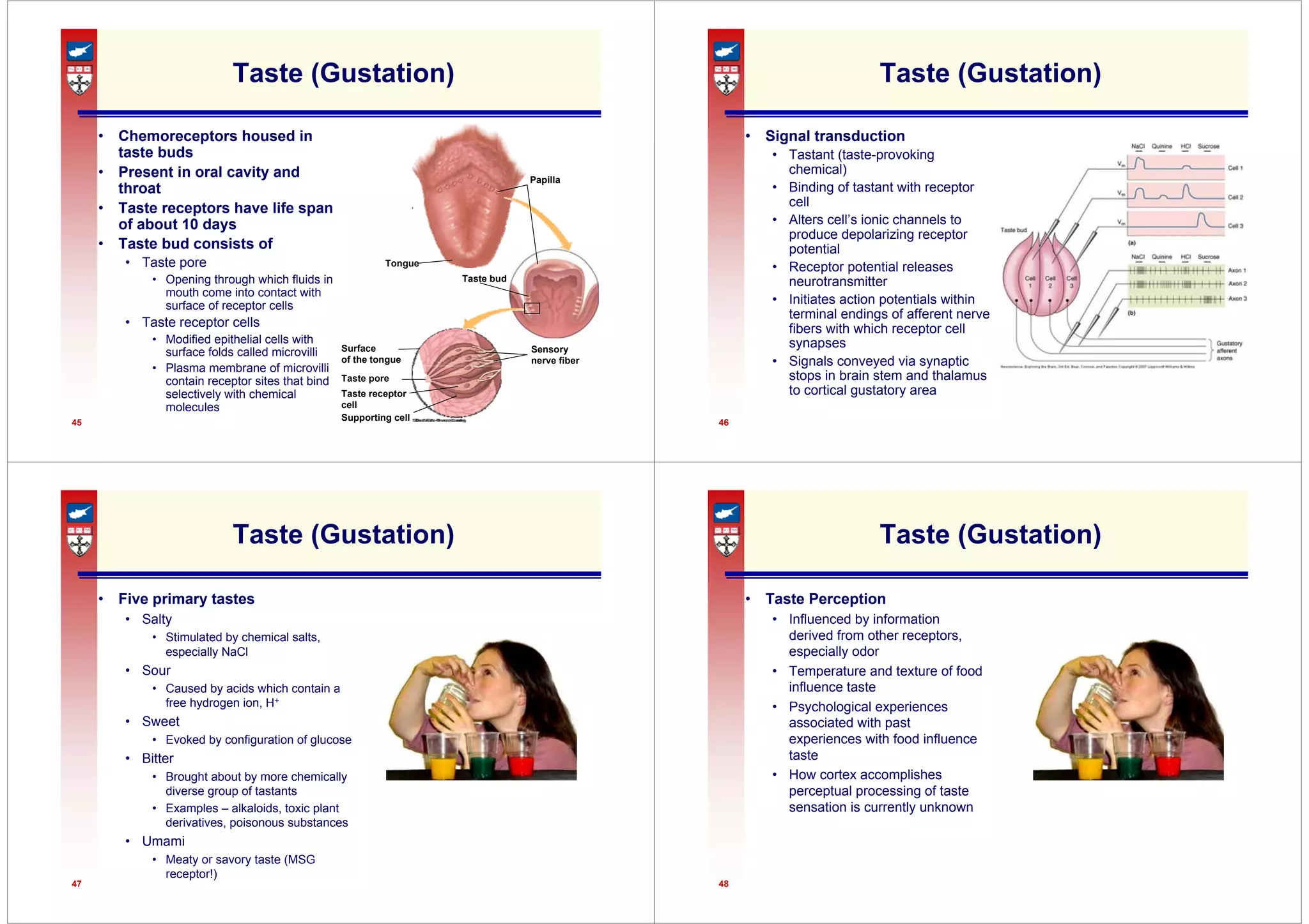 45
Taste (Gustation)
• Chemoreceptors housed in
taste buds
• Present in oral cavity and
throat
• Taste receptors have life span
of about 10 days
• Taste bud consists of
• Taste pore
• Opening through which fluids in
mouth come into contact with
surface of receptor cells
• Taste receptor cells
• Modified epithelial cells with
surface folds called microvilli
• Plasma membrane of microvilli
contain receptor sites that bind
selectively with chemical
molecules
Taste bud
Sensory
nerve fiber
Papilla
Surface
of the tongue
Taste pore
Taste receptor
cell
Supporting cell
Tongue
46
Taste (Gustation)
• Signal transduction
• Tastant (taste-provoking
chemical)
• Binding of tastant with receptor
cell
• Alters cell’s ionic channels to
produce depolarizing receptor
potential
• Receptor potential releases
neurotransmitter
• Initiates action potentials within
terminal endings of afferent nerve
fibers with which receptor cell
synapses
• Signals conveyed via synaptic
stops in brain stem and thalamus
to cortical gustatory area
47
Taste (Gustation)
• Five primary tastes
• Salty
• Stimulated by chemical salts,
especially NaCl
• Sour
• Caused by acids which contain a
free hydrogen ion, H+
• Sweet
• Evoked by configuration of glucose
• Bitter
• Brought about by more chemically
diverse group of tastants
• Examples – alkaloids, toxic plant
derivatives, poisonous substances
• Umami
• Meaty or savory taste (MSG
receptor!)
48
Taste (Gustation)
• Taste Perception
• Influenced by information
derived from other receptors,
especially odor
• Temperature and texture of food
influence taste
• Psychological experiences
associated with past
experiences with food influence
taste
• How cortex accomplishes
perceptual processing of taste
sensation is currently unknown
 
