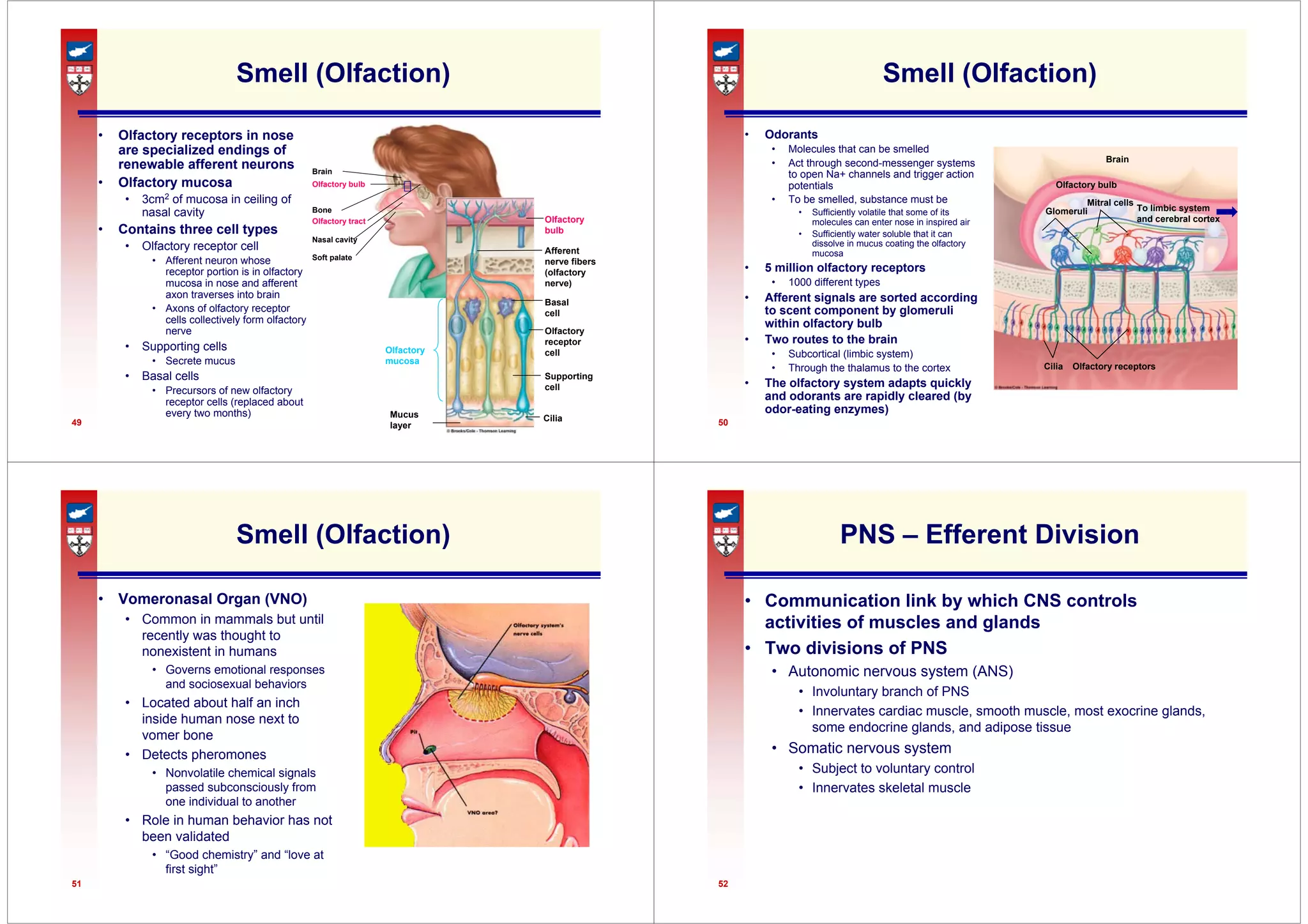 49
Smell (Olfaction)
• Olfactory receptors in nose
are specialized endings of
renewable afferent neurons
• Olfactory mucosa
• 3cm2 of mucosa in ceiling of
nasal cavity
• Contains three cell types
• Olfactory receptor cell
• Afferent neuron whose
receptor portion is in olfactory
mucosa in nose and afferent
axon traverses into brain
• Axons of olfactory receptor
cells collectively form olfactory
nerve
• Supporting cells
• Secrete mucus
• Basal cells
• Precursors of new olfactory
receptor cells (replaced about
every two months)
Brain
Olfactory bulb
Bone
Soft palate
Olfactory tract
Nasal cavity
Olfactory
bulb
Afferent
nerve fibers
(olfactory
nerve)
Basal
cell
Olfactory
receptor
cell
Supporting
cell
Cilia
Olfactory
mucosa
Mucus
layer 50
Smell (Olfaction)
• Odorants
• Molecules that can be smelled
• Act through second-messenger systems
to open Na+ channels and trigger action
potentials
• To be smelled, substance must be
• Sufficiently volatile that some of its
molecules can enter nose in inspired air
• Sufficiently water soluble that it can
dissolve in mucus coating the olfactory
mucosa
• 5 million olfactory receptors
• 1000 different types
• Afferent signals are sorted according
to scent component by glomeruli
within olfactory bulb
• Two routes to the brain
• Subcortical (limbic system)
• Through the thalamus to the cortex
• The olfactory system adapts quickly
and odorants are rapidly cleared (by
odor-eating enzymes)
Brain
Olfactory bulb
Glomeruli
Mitral cells
To limbic system
and cerebral cortex
Cilia Olfactory receptors
51
Smell (Olfaction)
• Vomeronasal Organ (VNO)
• Common in mammals but until
recently was thought to
nonexistent in humans
• Governs emotional responses
and sociosexual behaviors
• Located about half an inch
inside human nose next to
vomer bone
• Detects pheromones
• Nonvolatile chemical signals
passed subconsciously from
one individual to another
• Role in human behavior has not
been validated
• “Good chemistry” and “love at
first sight”
52
PNS – Efferent Division
• Communication link by which CNS controls
activities of muscles and glands
• Two divisions of PNS
• Autonomic nervous system (ANS)
• Involuntary branch of PNS
• Innervates cardiac muscle, smooth muscle, most exocrine glands,
some endocrine glands, and adipose tissue
• Somatic nervous system
• Subject to voluntary control
• Innervates skeletal muscle
 