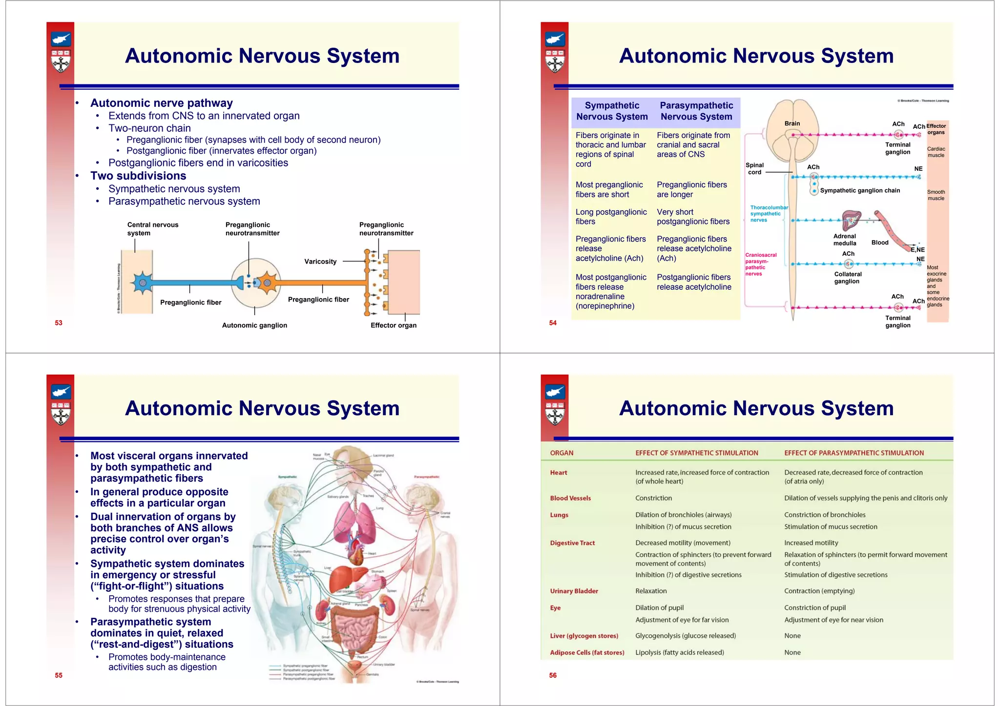 53
Autonomic Nervous System
• Autonomic nerve pathway
• Extends from CNS to an innervated organ
• Two-neuron chain
• Preganglionic fiber (synapses with cell body of second neuron)
• Postganglionic fiber (innervates effector organ)
• Postganglionic fibers end in varicosities
• Two subdivisions
• Sympathetic nervous system
• Parasympathetic nervous system
Central nervous
system
Preganglionic fiber
Preganglionic
neurotransmitter
Preganglionic fiber
Varicosity
Preganglionic
neurotransmitter
Effector organ
Autonomic ganglion 54
Autonomic Nervous System
Postganglionic fibers
release acetylcholine
Most postganglionic
fibers release
noradrenaline
(norepinephrine)
Preganglionic fibers
release acetylcholine
(Ach)
Preganglionic fibers
release
acetylcholine (Ach)
Very short
postganglionic fibers
Long postganglionic
fibers
Preganglionic fibers
are longer
Most preganglionic
fibers are short
Fibers originate from
cranial and sacral
areas of CNS
Fibers originate in
thoracic and lumbar
regions of spinal
cord
Parasympathetic
Nervous System
Sympathetic
Nervous System
Craniosacral
parasym-
pathetic
nerves
Terminal
ganglion
Collateral
ganglion
Adrenal
medulla Blood
E,NE
NE
NE
ACh
ACh
Terminal
ganglion
ACh
Sympathetic ganglion chain
Thoracolumbar
sympathetic
nerves
Spinal
cord
Brain
ACh
ACh
ACh
Effector
organs
Cardiac
muscle
Smooth
muscle
Most
exocrine
glands
and
some
endocrine
glands
55
Autonomic Nervous System
• Most visceral organs innervated
by both sympathetic and
parasympathetic fibers
• In general produce opposite
effects in a particular organ
• Dual innervation of organs by
both branches of ANS allows
precise control over organ’s
activity
• Sympathetic system dominates
in emergency or stressful
(“fight-or-flight”) situations
• Promotes responses that prepare
body for strenuous physical activity
• Parasympathetic system
dominates in quiet, relaxed
(“rest-and-digest”) situations
• Promotes body-maintenance
activities such as digestion
56
Autonomic Nervous System
 