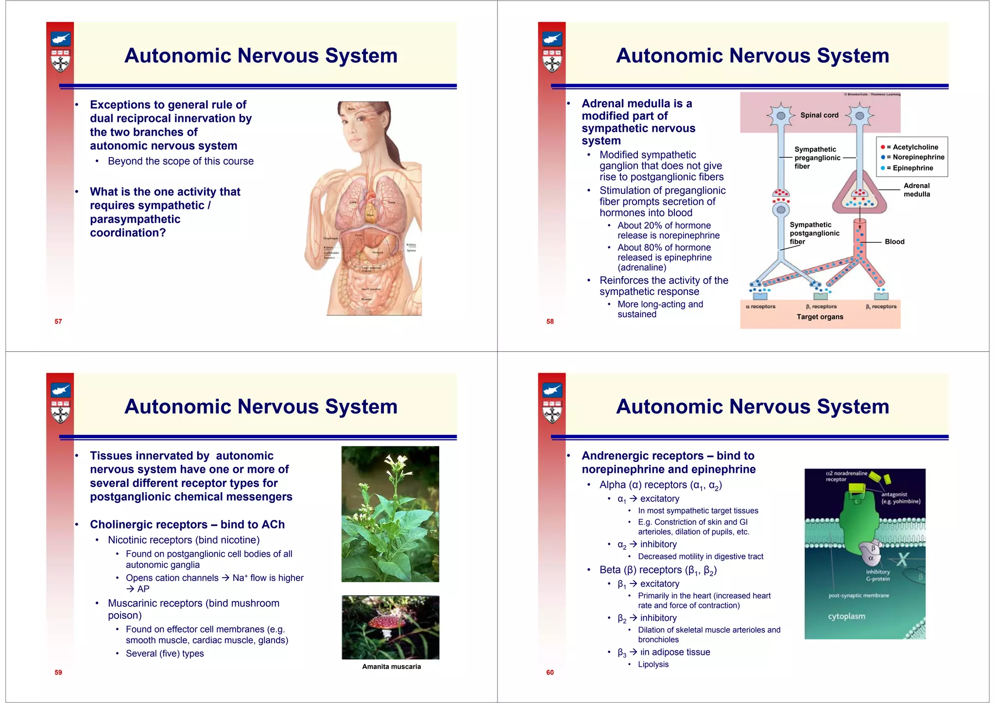 57
Autonomic Nervous System
• Exceptions to general rule of
dual reciprocal innervation by
the two branches of
autonomic nervous system
• Beyond the scope of this course
• What is the one activity that
requires sympathetic /
parasympathetic
coordination?
58
Spinal cord
Sympathetic
preganglionic
fiber
Adrenal
medulla
Blood
Sympathetic
postganglionic
fiber
Target organs
= Acetylcholine
= Norepinephrine
= Epinephrine
Autonomic Nervous System
• Adrenal medulla is a
modified part of
sympathetic nervous
system
• Modified sympathetic
ganglion that does not give
rise to postganglionic fibers
• Stimulation of preganglionic
fiber prompts secretion of
hormones into blood
• About 20% of hormone
release is norepinephrine
• About 80% of hormone
released is epinephrine
(adrenaline)
• Reinforces the activity of the
sympathetic response
• More long-acting and
sustained
59
Autonomic Nervous System
• Tissues innervated by autonomic
nervous system have one or more of
several different receptor types for
postganglionic chemical messengers
• Cholinergic receptors – bind to ACh
• Nicotinic receptors (bind nicotine)
• Found on postganglionic cell bodies of all
autonomic ganglia
• Opens cation channels Æ Na+ flow is higher
Æ AP
• Muscarinic receptors (bind mushroom
poison)
• Found on effector cell membranes (e.g.
smooth muscle, cardiac muscle, glands)
• Several (five) types
Amanita muscaria
60
Autonomic Nervous System
• Andrenergic receptors – bind to
norepinephrine and epinephrine
• Alpha (α) receptors (α1, α2)
• α1 Æ excitatory
• In most sympathetic target tissues
• E.g. Constriction of skin and GI
arterioles, dilation of pupils, etc.
• α2 Æ inhibitory
• Decreased motility in digestive tract
• Beta (β) receptors (β1, β2)
• β1 Æ excitatory
• Primarily in the heart (increased heart
rate and force of contraction)
• β2 Æ inhibitory
• Dilation of skeletal muscle arterioles and
bronchioles
• β3 Æ ιin adipose tissue
• Lipolysis
 