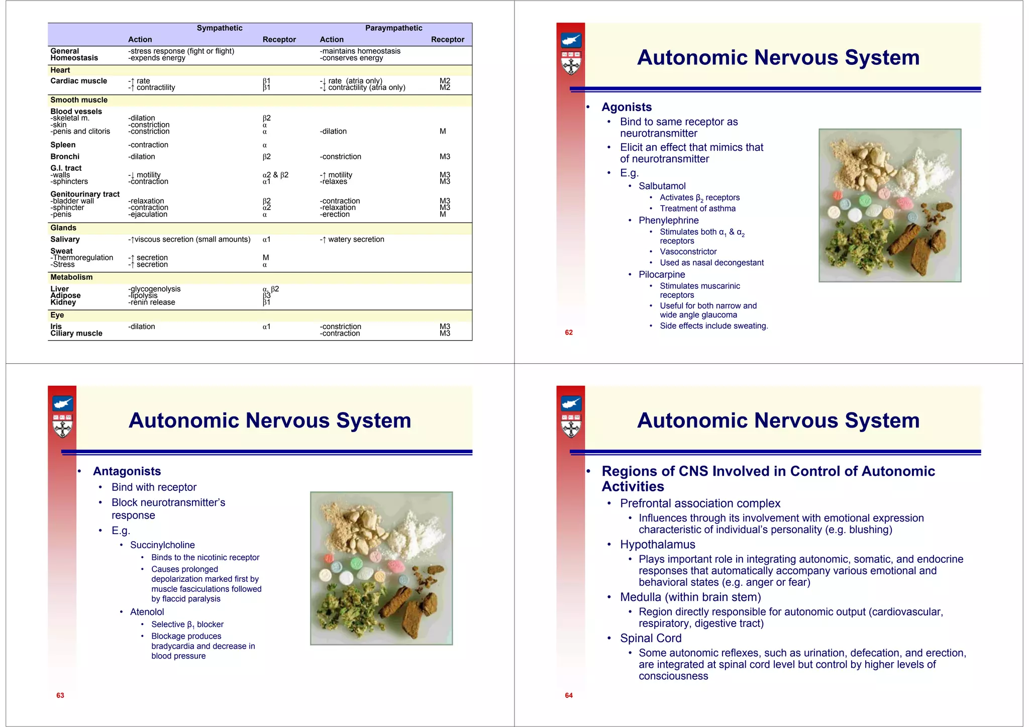 61
M3
M3
-constriction
-contraction
α1
-dilation
Iris
Ciliary muscle
Eye
α, β2
β3
β1
-glycogenolysis
-lipolysis
-renin release
Liver
Adipose
Kidney
Metabolism
M
α
-↑ secretion
-↑ secretion
Sweat
-Thermoregulation
-Stress
-↑ watery secretion
α1
-↑viscous secretion (small amounts)
Salivary
Glands
M3
M3
M
-contraction
-relaxation
-erection
β2
α2
α
-relaxation
-contraction
-ejaculation
Genitourinary tract
-bladder wall
-sphincter
-penis
M3
M3
-↑ motility
-relaxes
α2 & β2
α1
-↓ motility
-contraction
G.I. tract
-walls
-sphincters
M3
-constriction
β2
-dilation
Bronchi
α
-contraction
Spleen
M
-dilation
β2
α
α
-dilation
-constriction
-constriction
Blood vessels
-skeletal m.
-skin
-penis and clitoris
Smooth muscle
M2
M2
-↓ rate (atria only)
-↓ contractility (atria only)
β1
β1
-↑ rate
-↑ contractility
Cardiac muscle
Heart
-maintains homeostasis
-conserves energy
-stress response (fight or flight)
-expends energy
General
Homeostasis
Receptor
Action
Receptor
Action
Paraympathetic
Sympathetic
62
Autonomic Nervous System
• Agonists
• Bind to same receptor as
neurotransmitter
• Elicit an effect that mimics that
of neurotransmitter
• E.g.
• Salbutamol
• Activates β2 receptors
• Treatment of asthma
• Phenylephrine
• Stimulates both α1 & α2
receptors
• Vasoconstrictor
• Used as nasal decongestant
• Pilocarpine
• Stimulates muscarinic
receptors
• Useful for both narrow and
wide angle glaucoma
• Side effects include sweating.
63
Autonomic Nervous System
• Antagonists
• Bind with receptor
• Block neurotransmitter’s
response
• E.g.
• Succinylcholine
• Binds to the nicotinic receptor
• Causes prolonged
depolarization marked first by
muscle fasciculations followed
by flaccid paralysis
• Atenolol
• Selective β1 blocker
• Blockage produces
bradycardia and decrease in
blood pressure
64
Autonomic Nervous System
• Regions of CNS Involved in Control of Autonomic
Activities
• Prefrontal association complex
• Influences through its involvement with emotional expression
characteristic of individual’s personality (e.g. blushing)
• Hypothalamus
• Plays important role in integrating autonomic, somatic, and endocrine
responses that automatically accompany various emotional and
behavioral states (e.g. anger or fear)
• Medulla (within brain stem)
• Region directly responsible for autonomic output (cardiovascular,
respiratory, digestive tract)
• Spinal Cord
• Some autonomic reflexes, such as urination, defecation, and erection,
are integrated at spinal cord level but control by higher levels of
consciousness
 