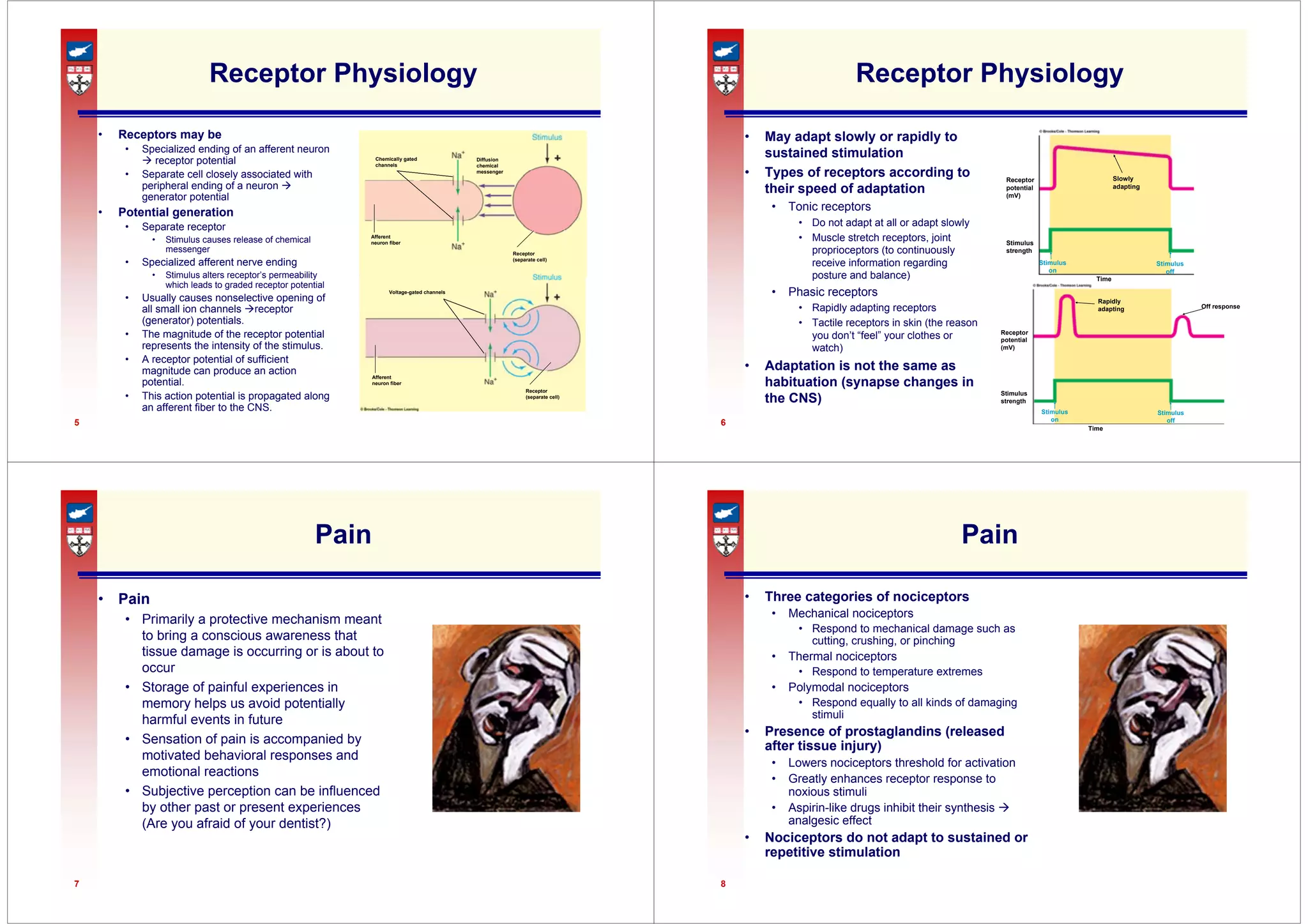 5
Receptor Physiology
• Receptors may be
• Specialized ending of an afferent neuron
Æ receptor potential
• Separate cell closely associated with
peripheral ending of a neuron Æ
generator potential
• Potential generation
• Separate receptor
• Stimulus causes release of chemical
messenger
• Specialized afferent nerve ending
• Stimulus alters receptor’s permeability
which leads to graded receptor potential
• Usually causes nonselective opening of
all small ion channels Æreceptor
(generator) potentials.
• The magnitude of the receptor potential
represents the intensity of the stimulus.
• A receptor potential of sufficient
magnitude can produce an action
potential.
• This action potential is propagated along
an afferent fiber to the CNS.
Chemically gated
channels
Afferent
neuron fiber
Diffusion
chemical
messenger
Receptor
(separate cell)
Afferent
neuron fiber
Voltage-gated channels
Receptor
(separate cell)
6
Receptor Physiology
• May adapt slowly or rapidly to
sustained stimulation
• Types of receptors according to
their speed of adaptation
• Tonic receptors
• Do not adapt at all or adapt slowly
• Muscle stretch receptors, joint
proprioceptors (to continuously
receive information regarding
posture and balance)
• Phasic receptors
• Rapidly adapting receptors
• Tactile receptors in skin (the reason
you don’t “feel” your clothes or
watch)
• Adaptation is not the same as
habituation (synapse changes in
the CNS)
Stimulus
off
Slowly
adapting
Stimulus
on
Time
Receptor
potential
(mV)
Stimulus
strength
Stimulus
off
Rapidly
adapting
Stimulus
on
Time
Receptor
potential
(mV)
Stimulus
strength
Off response
7
Pain
• Pain
• Primarily a protective mechanism meant
to bring a conscious awareness that
tissue damage is occurring or is about to
occur
• Storage of painful experiences in
memory helps us avoid potentially
harmful events in future
• Sensation of pain is accompanied by
motivated behavioral responses and
emotional reactions
• Subjective perception can be influenced
by other past or present experiences
(Are you afraid of your dentist?)
8
Pain
• Three categories of nociceptors
• Mechanical nociceptors
• Respond to mechanical damage such as
cutting, crushing, or pinching
• Thermal nociceptors
• Respond to temperature extremes
• Polymodal nociceptors
• Respond equally to all kinds of damaging
stimuli
• Presence of prostaglandins (released
after tissue injury)
• Lowers nociceptors threshold for activation
• Greatly enhances receptor response to
noxious stimuli
• Aspirin-like drugs inhibit their synthesis Æ
analgesic effect
• Nociceptors do not adapt to sustained or
repetitive stimulation
 