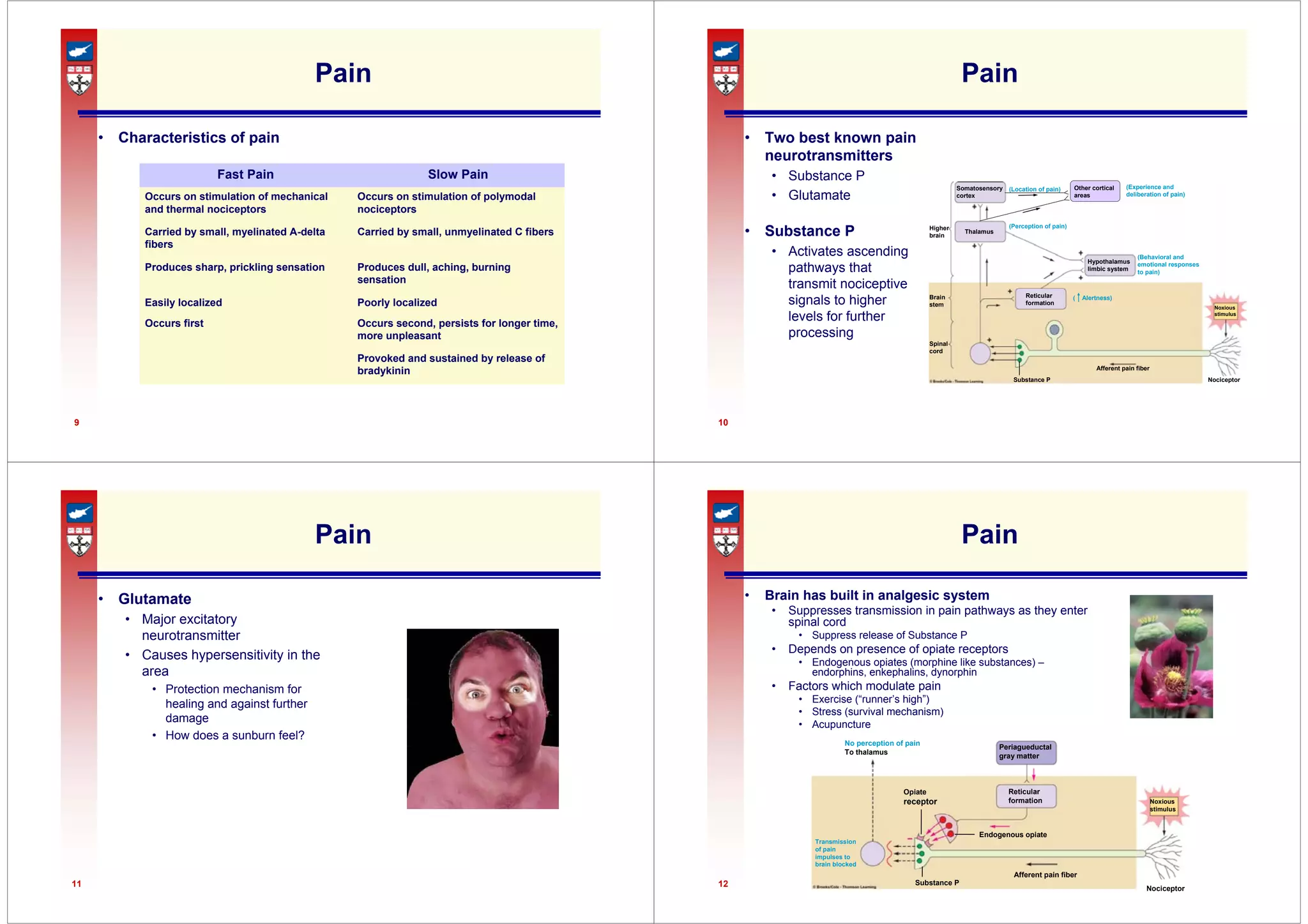 9
Pain
• Characteristics of pain
Provoked and sustained by release of
bradykinin
Occurs second, persists for longer time,
more unpleasant
Occurs first
Poorly localized
Easily localized
Produces dull, aching, burning
sensation
Produces sharp, prickling sensation
Carried by small, unmyelinated C fibers
Carried by small, myelinated A-delta
fibers
Occurs on stimulation of polymodal
nociceptors
Occurs on stimulation of mechanical
and thermal nociceptors
Slow Pain
Fast Pain
10
Pain
• Two best known pain
neurotransmitters
• Substance P
• Glutamate
• Substance P
• Activates ascending
pathways that
transmit nociceptive
signals to higher
levels for further
processing
Somatosensory
cortex
Thalamus
Hypothalamus
limbic system
Reticular
formation
Noxious
stimulus
Afferent pain fiber
Substance P
Spinal
cord
Brain
stem
Higher
brain
(Location of pain)
(Perception of pain)
( Alertness)
(Behavioral and
emotional responses
to pain)
Nociceptor
Other cortical
areas
(Experience and
deliberation of pain)
11
Pain
• Glutamate
• Major excitatory
neurotransmitter
• Causes hypersensitivity in the
area
• Protection mechanism for
healing and against further
damage
• How does a sunburn feel?
12
Pain
• Brain has built in analgesic system
• Suppresses transmission in pain pathways as they enter
spinal cord
• Suppress release of Substance P
• Depends on presence of opiate receptors
• Endogenous opiates (morphine like substances) –
endorphins, enkephalins, dynorphin
• Factors which modulate pain
• Exercise (“runner’s high”)
• Stress (survival mechanism)
• Acupuncture
Periagueductal
gray matter
Opiate
receptor Noxious
stimulus
Afferent pain fiber
Substance P
No perception of pain
To thalamus
Transmission
of pain
impulses to
brain blocked
Nociceptor
Reticular
formation
Endogenous opiate
 