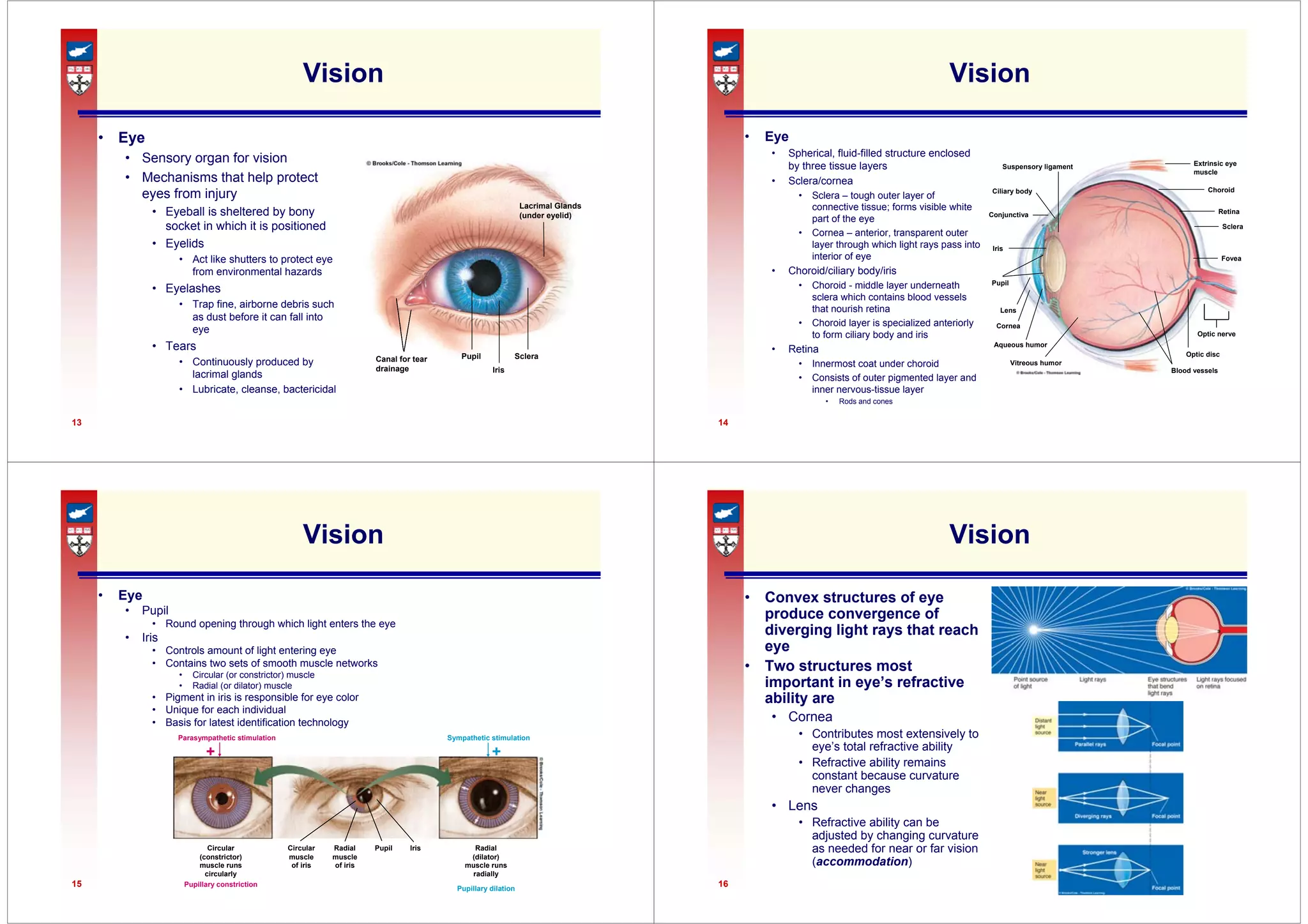 13
Vision
• Eye
• Sensory organ for vision
• Mechanisms that help protect
eyes from injury
• Eyeball is sheltered by bony
socket in which it is positioned
• Eyelids
• Act like shutters to protect eye
from environmental hazards
• Eyelashes
• Trap fine, airborne debris such
as dust before it can fall into
eye
• Tears
• Continuously produced by
lacrimal glands
• Lubricate, cleanse, bactericidal
Canal for tear
drainage
Pupil
Iris
Sclera
Lacrimal Glands
(under eyelid)
14
Vision
• Eye
• Spherical, fluid-filled structure enclosed
by three tissue layers
• Sclera/cornea
• Sclera – tough outer layer of
connective tissue; forms visible white
part of the eye
• Cornea – anterior, transparent outer
layer through which light rays pass into
interior of eye
• Choroid/ciliary body/iris
• Choroid - middle layer underneath
sclera which contains blood vessels
that nourish retina
• Choroid layer is specialized anteriorly
to form ciliary body and iris
• Retina
• Innermost coat under choroid
• Consists of outer pigmented layer and
inner nervous-tissue layer
• Rods and cones
Suspensory ligament
Ciliary body
Conjunctiva
Iris
Pupil
Lens
Cornea
Aqueous humor
Vitreous humor
Blood vessels
Optic disc
Optic nerve
Fovea
Sclera
Retina
Choroid
Extrinsic eye
muscle
15
Vision
• Eye
• Pupil
• Round opening through which light enters the eye
• Iris
• Controls amount of light entering eye
• Contains two sets of smooth muscle networks
• Circular (or constrictor) muscle
• Radial (or dilator) muscle
• Pigment in iris is responsible for eye color
• Unique for each individual
• Basis for latest identification technology
Parasympathetic stimulation
+
Pupillary constriction
Circular
(constrictor)
muscle runs
circularly
Radial
muscle
of iris
Circular
muscle
of iris
Pupil Iris Radial
(dilator)
muscle runs
radially
Pupillary dilation
Sympathetic stimulation
+
16
Vision
• Convex structures of eye
produce convergence of
diverging light rays that reach
eye
• Two structures most
important in eye’s refractive
ability are
• Cornea
• Contributes most extensively to
eye’s total refractive ability
• Refractive ability remains
constant because curvature
never changes
• Lens
• Refractive ability can be
adjusted by changing curvature
as needed for near or far vision
(accommodation)
 