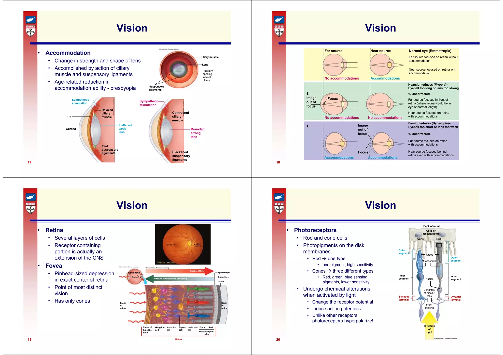 17
Vision
• Accommodation
• Change in strength and shape of lens
• Accomplished by action of ciliary
muscle and suspensory ligaments
• Age-related reduction in
accommodation ability - presbyopia Suspensory
ligaments
Ciliary muscle
Lens
Pupillary
opening
in front
of lens
Sympathetic
stimulation
Iris
Cornea
Flattened
weak
lens
Relaxed
ciliary
muscle
Taut
suspensory
ligaments
Sympathetic
stimulation
Rounded
strong
lens
Contracted
ciliary
muscle
Slackened
suspensory
ligaments
18
Vision
Far source Near source
No accommodations Accommodations
Normal eye (Emmetropia)
Far source focused on retina without
accommodation
Near source focused on retina with
accommodation
No accommodations No accommodations
Nearsightedness (Myopia)–
Eyeball too long or lens too strong
1. Uncorrected
Far source focused in front of
retina (where retina would be in
eye of normal length)
Focus
1.
Image
out of
focus
Near source focused on retina
with accommodations
Farsightedness (Hyperopia)–
Eyeball too short or lens too weak
1. Uncorrected
Far source focused on retina
with accommodations
1.
Near source focused behind
retina even with accommodations
Accommodations Accommodations
Image
out of
focus
Focus
19
Vision
• Retina
• Several layers of cells
• Receptor containing
portion is actually an
extension of the CNS
• Fovea
• Pinhead-sized depression
in exact center of retina
• Point of most distinct
vision
• Has only cones
Optic nerve
Retina
Direction of light
Direction of retinal visual processing
Front
of
retina
Fibers of
the optic
nerve
Ganglion
cell
Amacrine
cell
Bipolar
cell
Cone Rod
Photoreceptor
cells
Horizontal
cell
Retina
Pigment layer
Choroid layer
Sclera
Back
of
retina
20
Vision
• Photoreceptors
• Rod and cone cells
• Photopigments on the disk
membranes
• Rod Æ one type
• one pigment, high sensitivity
• Cones Æ three different types
• Red, green, blue sensing
pigments, lower sensitivity
• Undergo chemical alterations
when activated by light
• Change the receptor potential
• Induce action potentials
• Unlike other receptors,
photoreceptors hyperpolarize!
Back of retina
Outer
segment
Outer
segment
Inner
segment
Synaptic
terminal
Synaptic
terminal
Inner
segment
Direction
of
light
Cells of
pigment layer
Cone Rod
Discs
Mitochondria
Nuclei
Dendrites
of bipolar
cells
Front
of retina
 