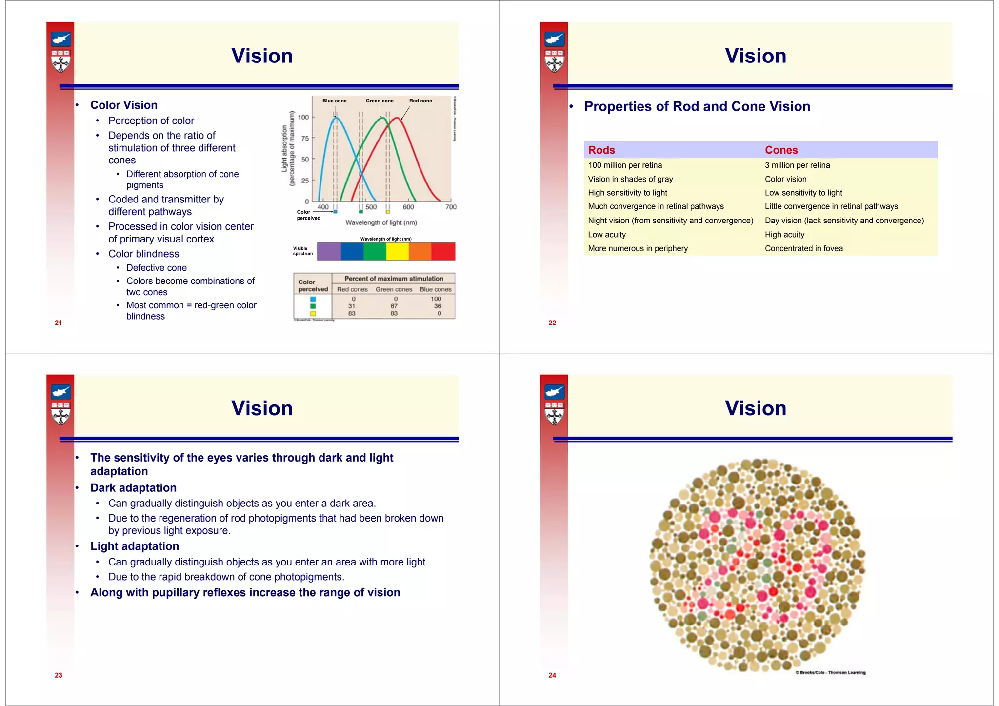 21
Vision
• Color Vision
• Perception of color
• Depends on the ratio of
stimulation of three different
cones
• Different absorption of cone
pigments
• Coded and transmitter by
different pathways
• Processed in color vision center
of primary visual cortex
• Color blindness
• Defective cone
• Colors become combinations of
two cones
• Most common = red-green color
blindness
Color
perceived
Blue cone Green cone Red cone
Visible
spectrum
Wavelength of light (nm)
22
Vision
• Properties of Rod and Cone Vision
Day vision (lack sensitivity and convergence)
Night vision (from sensitivity and convergence)
Little convergence in retinal pathways
Much convergence in retinal pathways
High acuity
Low acuity
Concentrated in fovea
More numerous in periphery
Low sensitivity to light
High sensitivity to light
Color vision
Vision in shades of gray
3 million per retina
100 million per retina
Cones
Rods
23
Vision
• The sensitivity of the eyes varies through dark and light
adaptation
• Dark adaptation
• Can gradually distinguish objects as you enter a dark area.
• Due to the regeneration of rod photopigments that had been broken down
by previous light exposure.
• Light adaptation
• Can gradually distinguish objects as you enter an area with more light.
• Due to the rapid breakdown of cone photopigments.
• Along with pupillary reflexes increase the range of vision
24
Vision
 
