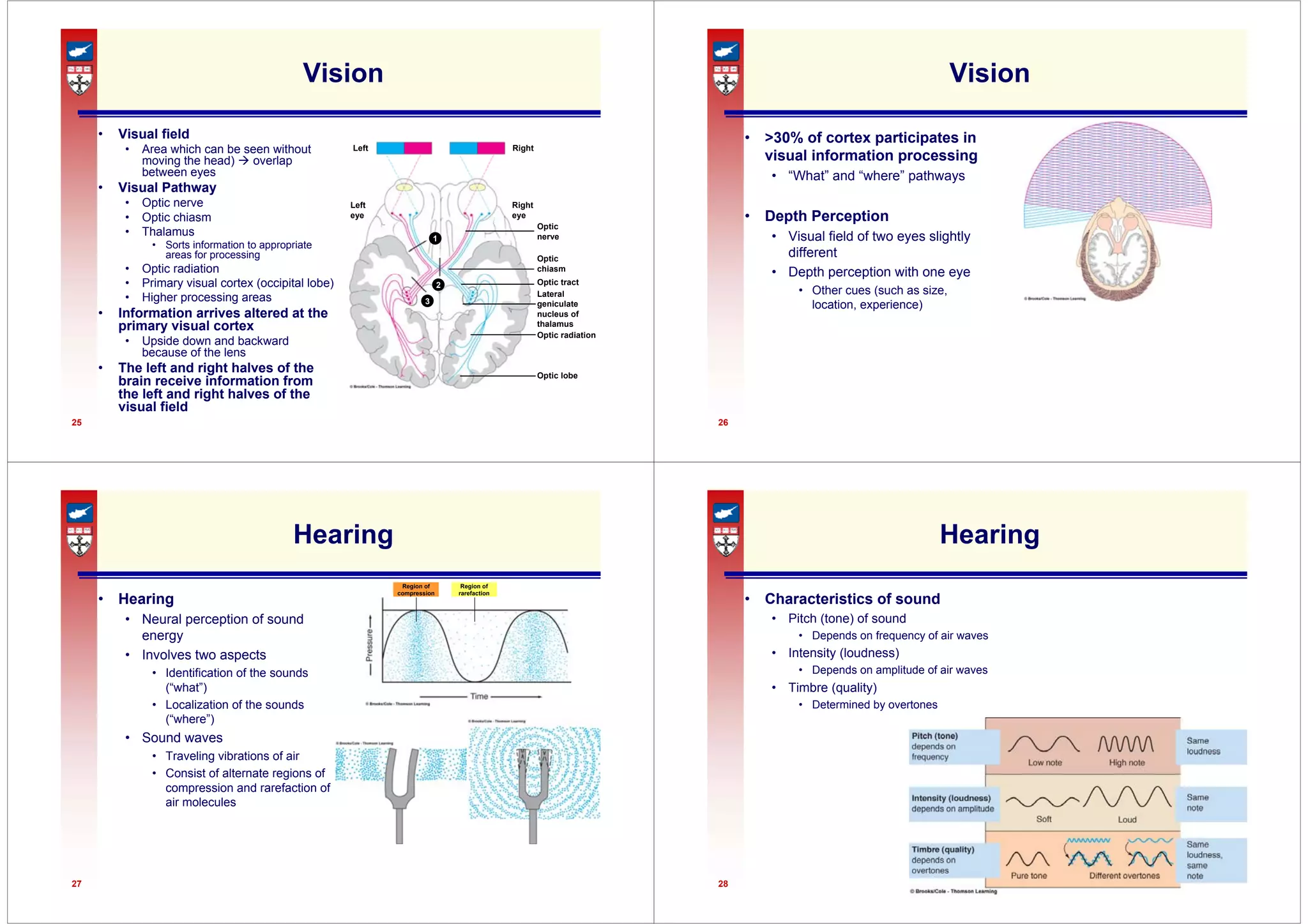 25
Vision
• Visual field
• Area which can be seen without
moving the head) Æ overlap
between eyes
• Visual Pathway
• Optic nerve
• Optic chiasm
• Thalamus
• Sorts information to appropriate
areas for processing
• Optic radiation
• Primary visual cortex (occipital lobe)
• Higher processing areas
• Information arrives altered at the
primary visual cortex
• Upside down and backward
because of the lens
• The left and right halves of the
brain receive information from
the left and right halves of the
visual field
Left Right
Left
eye
Right
eye
Optic
nerve
Optic
chiasm
Optic tract
Lateral
geniculate
nucleus of
thalamus
Optic radiation
Optic lobe
1
2
3
26
Vision
• >30% of cortex participates in
visual information processing
• “What” and “where” pathways
• Depth Perception
• Visual field of two eyes slightly
different
• Depth perception with one eye
• Other cues (such as size,
location, experience)
27
Hearing
• Hearing
• Neural perception of sound
energy
• Involves two aspects
• Identification of the sounds
(“what”)
• Localization of the sounds
(“where”)
• Sound waves
• Traveling vibrations of air
• Consist of alternate regions of
compression and rarefaction of
air molecules
Region of
compression
Region of
rarefaction
28
Hearing
• Characteristics of sound
• Pitch (tone) of sound
• Depends on frequency of air waves
• Intensity (loudness)
• Depends on amplitude of air waves
• Timbre (quality)
• Determined by overtones
 