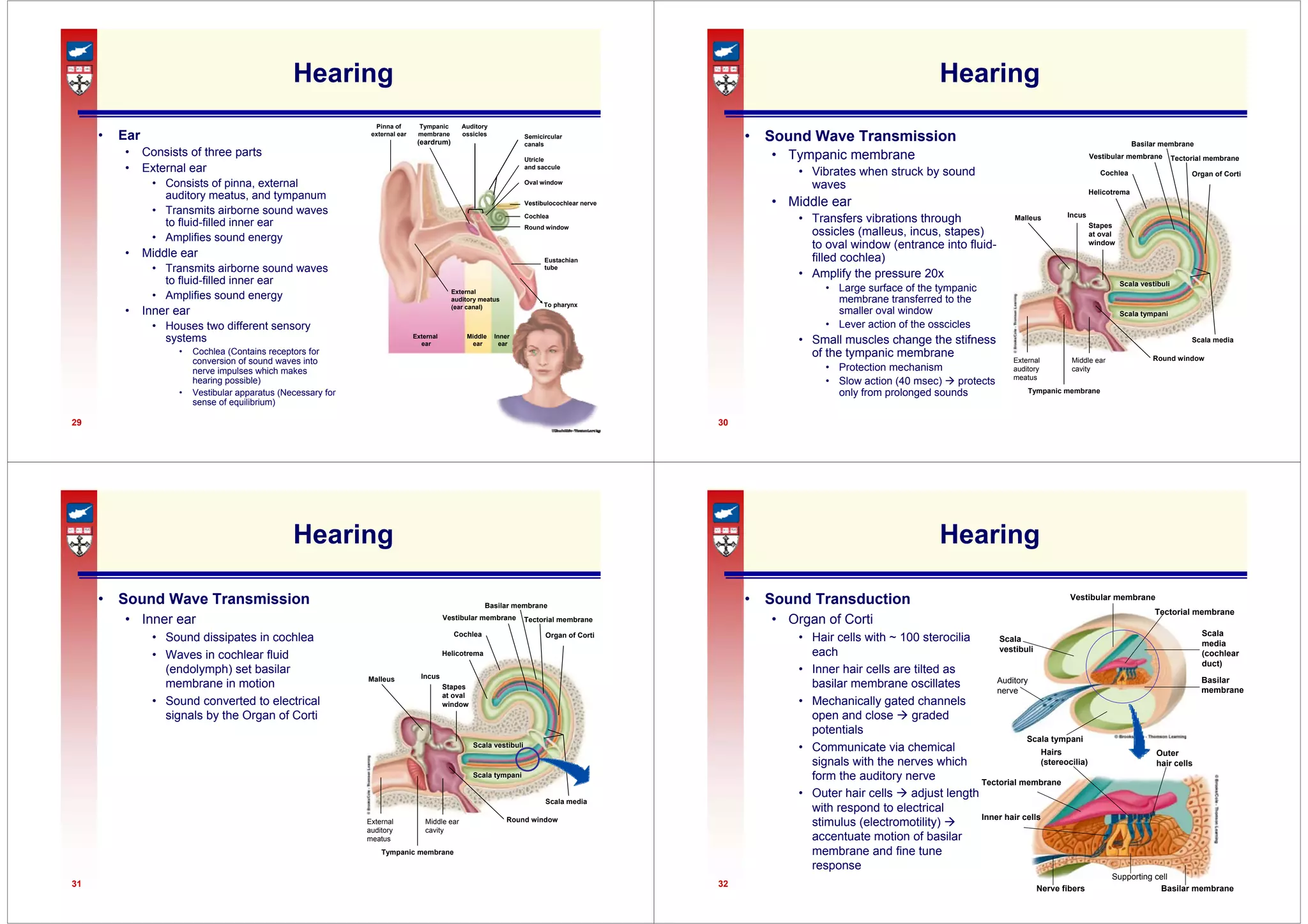 29
Hearing
• Ear
• Consists of three parts
• External ear
• Consists of pinna, external
auditory meatus, and tympanum
• Transmits airborne sound waves
to fluid-filled inner ear
• Amplifies sound energy
• Middle ear
• Transmits airborne sound waves
to fluid-filled inner ear
• Amplifies sound energy
• Inner ear
• Houses two different sensory
systems
• Cochlea (Contains receptors for
conversion of sound waves into
nerve impulses which makes
hearing possible)
• Vestibular apparatus (Necessary for
sense of equilibrium)
Inner
ear
Pinna of
external ear
Tympanic
membrane
(eardrum)
Middle
ear
External
ear
Auditory
ossicles Semicircular
canals
Utricle
and saccule
Oval window
Vestibulocochlear nerve
Cochlea
Round window
Eustachian
tube
To pharynx
External
auditory meatus
(ear canal)
30
Malleus Incus
Stapes
at oval
window
Helicotrema
Cochlea
Scala vestibuli
Scala tympani
Round window
Middle ear
cavity
Tympanic membrane
External
auditory
meatus
Vestibular membrane
Basilar membrane
Tectorial membrane
Organ of Corti
Scala media
Hearing
• Sound Wave Transmission
• Tympanic membrane
• Vibrates when struck by sound
waves
• Middle ear
• Transfers vibrations through
ossicles (malleus, incus, stapes)
to oval window (entrance into fluid-
filled cochlea)
• Amplify the pressure 20x
• Large surface of the tympanic
membrane transferred to the
smaller oval window
• Lever action of the osscicles
• Small muscles change the stifness
of the tympanic membrane
• Protection mechanism
• Slow action (40 msec) Æ protects
only from prolonged sounds
31
Malleus Incus
Stapes
at oval
window
Helicotrema
Cochlea
Scala vestibuli
Scala tympani
Round window
Middle ear
cavity
Tympanic membrane
External
auditory
meatus
Vestibular membrane
Basilar membrane
Tectorial membrane
Organ of Corti
Scala media
Hearing
• Sound Wave Transmission
• Inner ear
• Sound dissipates in cochlea
• Waves in cochlear fluid
(endolymph) set basilar
membrane in motion
• Sound converted to electrical
signals by the Organ of Corti
32
Hearing
• Sound Transduction
• Organ of Corti
• Hair cells with ~ 100 sterocilia
each
• Inner hair cells are tilted as
basilar membrane oscillates
• Mechanically gated channels
open and close Æ graded
potentials
• Communicate via chemical
signals with the nerves which
form the auditory nerve
• Outer hair cells Æ adjust length
with respond to electrical
stimulus (electromotility) Æ
accentuate motion of basilar
membrane and fine tune
response
Vestibular membrane
Tectorial membrane
Scala
media
(cochlear
duct)
Basilar
membrane
Scala tympani
Auditory
nerve
Scala
vestibuli
Outer
hair cells
Hairs
(stereocilia)
Tectorial membrane
Inner hair cells
Nerve fibers
Supporting cell
Basilar membrane
 