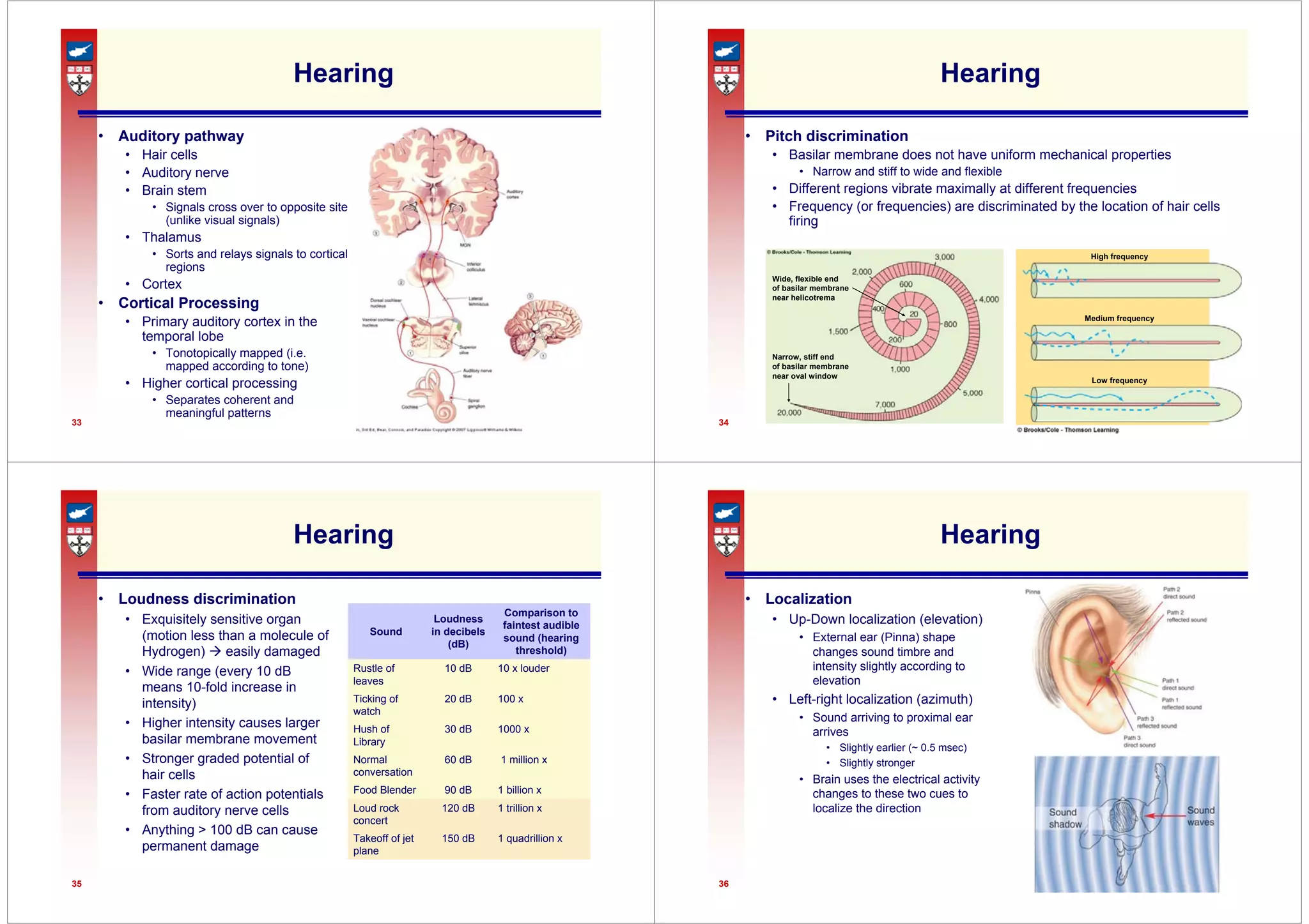 33
Hearing
• Auditory pathway
• Hair cells
• Auditory nerve
• Brain stem
• Signals cross over to opposite site
(unlike visual signals)
• Thalamus
• Sorts and relays signals to cortical
regions
• Cortex
• Cortical Processing
• Primary auditory cortex in the
temporal lobe
• Tonotopically mapped (i.e.
mapped according to tone)
• Higher cortical processing
• Separates coherent and
meaningful patterns
34
Hearing
• Pitch discrimination
• Basilar membrane does not have uniform mechanical properties
• Narrow and stiff to wide and flexible
• Different regions vibrate maximally at different frequencies
• Frequency (or frequencies) are discriminated by the location of hair cells
firing
Wide, flexible end
of basilar membrane
near helicotrema
Narrow, stiff end
of basilar membrane
near oval window
High frequency
Medium frequency
Low frequency
35
Hearing
• Loudness discrimination
• Exquisitely sensitive organ
(motion less than a molecule of
Hydrogen) Æ easily damaged
• Wide range (every 10 dB
means 10-fold increase in
intensity)
• Higher intensity causes larger
basilar membrane movement
• Stronger graded potential of
hair cells
• Faster rate of action potentials
from auditory nerve cells
• Anything > 100 dB can cause
permanent damage
1 quadrillion x
150 dB
Takeoff of jet
plane
1 trillion x
120 dB
Loud rock
concert
1 billion x
90 dB
Food Blender
1 million x
60 dB
Normal
conversation
1000 x
30 dB
Hush of
Library
100 x
20 dB
Ticking of
watch
10 x louder
10 dB
Rustle of
leaves
Comparison to
faintest audible
sound (hearing
threshold)
Loudness
in decibels
(dB)
Sound
36
Hearing
• Localization
• Up-Down localization (elevation)
• External ear (Pinna) shape
changes sound timbre and
intensity slightly according to
elevation
• Left-right localization (azimuth)
• Sound arriving to proximal ear
arrives
• Slightly earlier (~ 0.5 msec)
• Slightly stronger
• Brain uses the electrical activity
changes to these two cues to
localize the direction
 