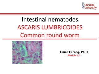 Intestinal nematodes
ASCARIS LUMBRICOIDES
Common round worm
Umar Farooq, Ph.D
Module 2.2
 