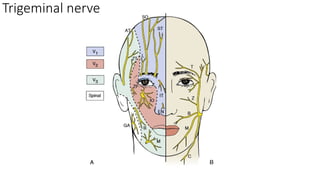 Comprehensive Overview of Trigeminal Nerve Anatomy and Local Anesthesia ...