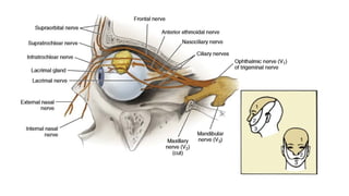 Comprehensive Overview of Trigeminal Nerve Anatomy and Local Anesthesia ...