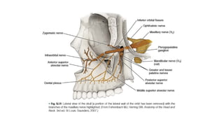 Comprehensive Overview of Trigeminal Nerve Anatomy and Local Anesthesia ...