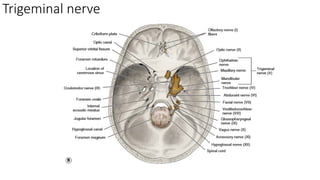 Comprehensive Overview of Trigeminal Nerve Anatomy and Local Anesthesia ...