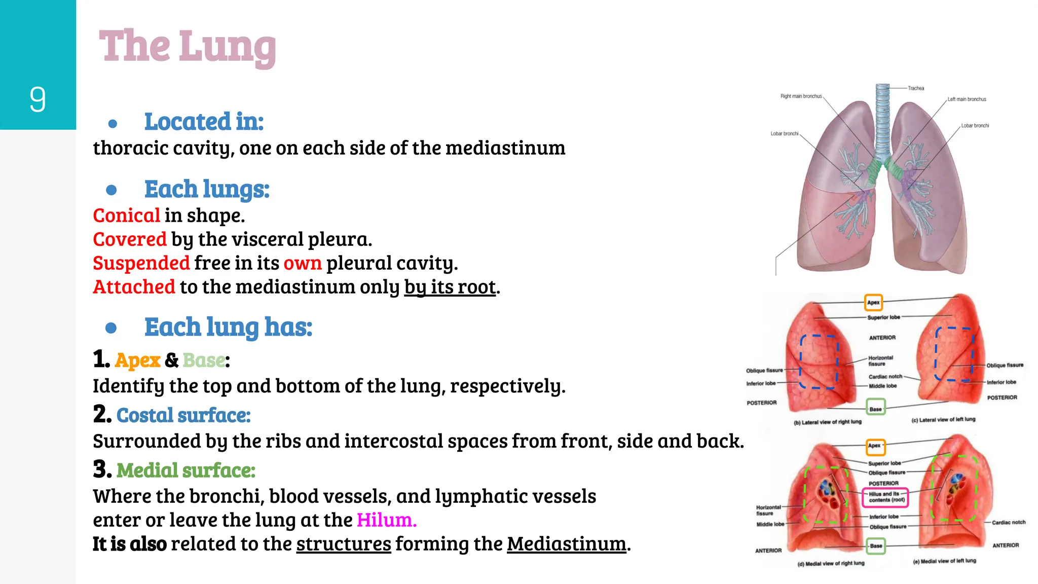 Lecture (4) Anatomy of Lung & Pleura.pdf - All For One