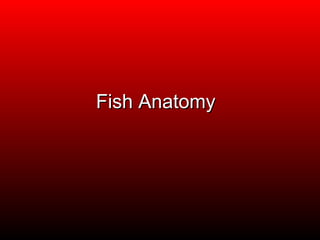 Fish Anatomy

 