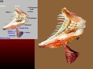 Dermocranium Fish Lecture 4 anatomy review for fish disease | PPT