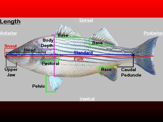 Lecture 4 anatomy review for fish disease | PPT