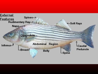 Fish Interoperculum Lecture 4 anatomy review for fish disease | PPT