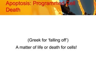 Apoptosis: Programmed Cell
Death
A matter of life or death for cells!
(Greek for ‘falling off’)
 