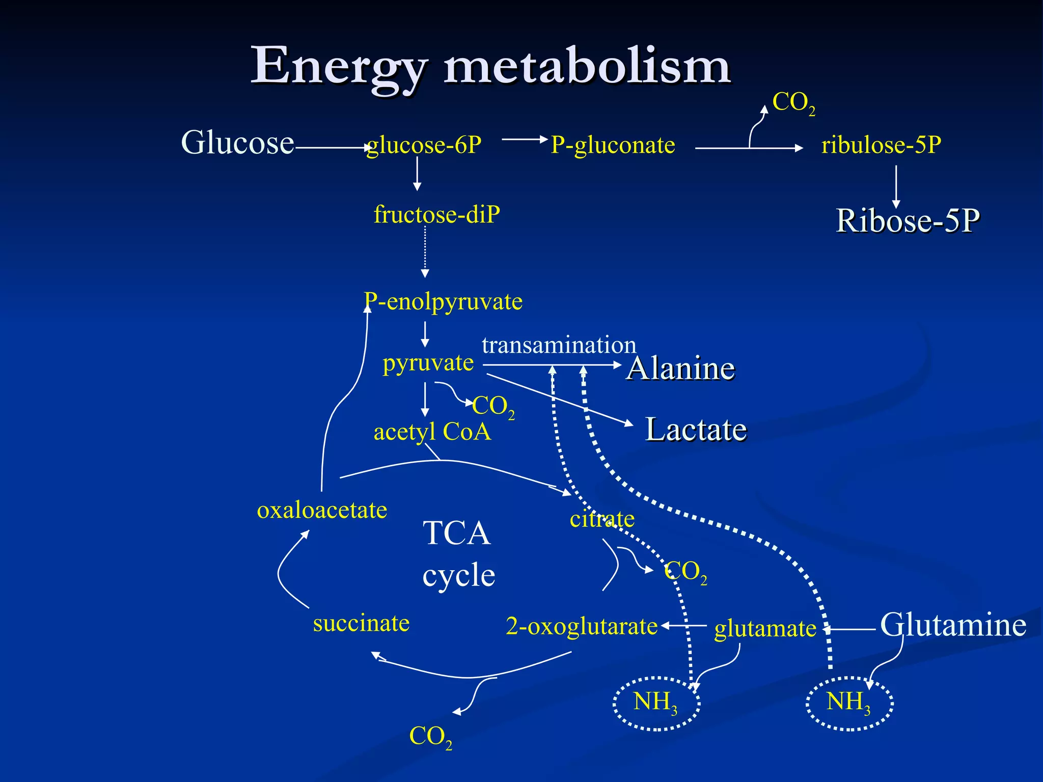 Energy metabolism glucose-6P Glucose P-gluconate ribulose-5P Ribose-5P fructose-diP P-enolpyruvate pyruvate Lactate acetyl CoA citrate 2-oxoglutarate succinate oxaloacetate TCA cycle Glutamine glutamate NH 3 NH 3 CO 2 CO 2 CO 2 CO 2 Alanine transamination 