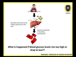 Absorbed and travel via the
hepatic portal vein to the
liver
Glucose transported
in the blood ,
reaching cells
What is happened if blood glucose levels rise too high or
drop to low??
 