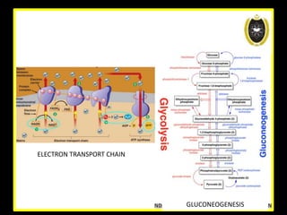GLUCONEOGENESIS
ELECTRON TRANSPORT CHAIN
ELECTRON TRANSPORT CHAIN
 