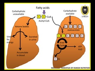 Fatty acids
C C CoA
Acetyl-CoA
Ketone bodies
Used
for
energy
Excreted
in urine
Accumulate
in blood
Carbohydrate
unavailable
Carbohydrate
available
C C C C
oxaloacetate
C C C CC C
Kreb
Cycle
C O2
ATP
H2O
 