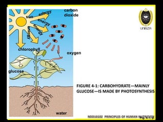 Fig. 4-1, p. 100
sun
carbon
dioxide
chlorophyll
glucose
oxygen
water
FIGURE 4-1: CARBOHYDRATE—MAINLY
GLUCOSE—IS MADE BY PHOTOSYNTHESIS
 