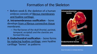 Lecture 4 Cartilage and osification.pptx