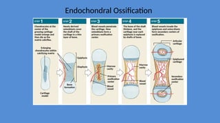 Lecture 4 Cartilage and osification.pptx