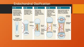 Lecture 4 Cartilage and osification.pptx