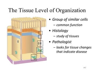 4-1
The Tissue Level of Organization
• Group of similar cells
– common function
• Histology
– study of tissues
• Pathologist
– looks for tissue changes
that indicate disease
 
